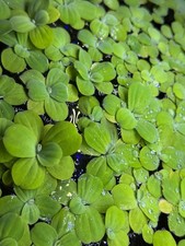 Lots De 3-5 Pistia Stratiotes Laitue D'eau Plante Flottante Bassin Aquarium