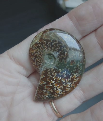 Ammonite fougère polie - , 21,43