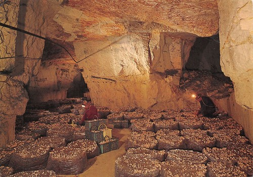 Anjou touraine cave a - 49-anjou,