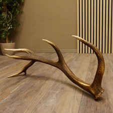 Rothirsch Tige 12 Éditeurs