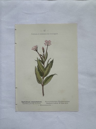 Gravure botanique planche - botanique,