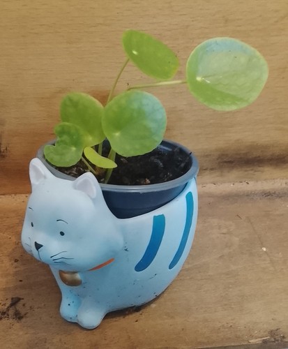 Beau cache pot chat jeune - beau, +