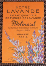 CARTE PARFUMÉE - MOLINARD - NOTRE LAVANDE -