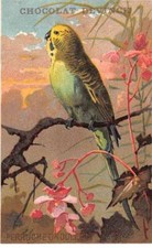 Chromos - COR13925 - Chocolat Devinck - Perruche ondulé - Fleurs - 10x6 cm en