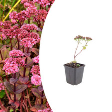 Sedum ‘Matrona’ – Poêle