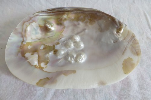Grand coquillage forme de - grand,