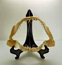 machoire de requin