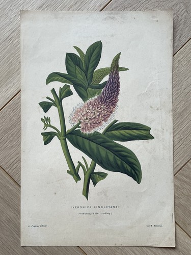 Ancienne gravure botanique - gravure,