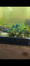 Neocaridina Davidi Blue Rili Mix Crevette Aquarium