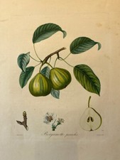 POITEAU, la pomologie