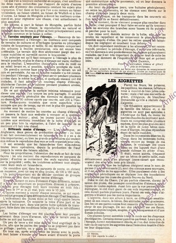 Aigrette oiseau article - , de