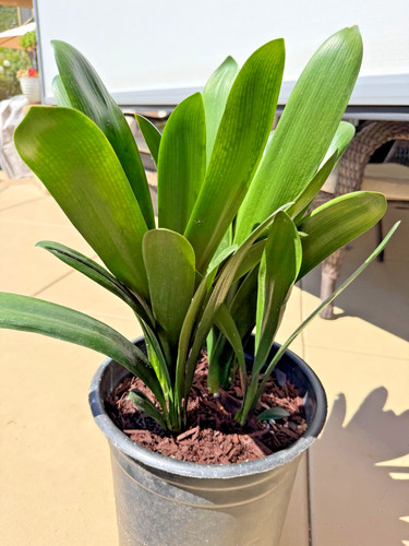 Adult yellow clivia - yellow, miniata