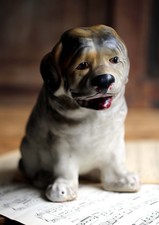 Saint bernard puppy - puppy, dog