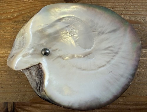Grand coquillage vide poche - coquillage,