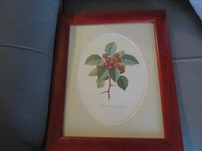 cadre reproduction de gravure ancienne Azerolier à fruit écarlat