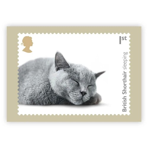 Cats british shorthair - british,