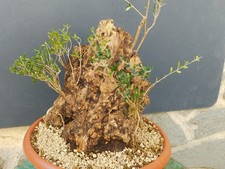 Bonsaï olivier 40 x 30 cm