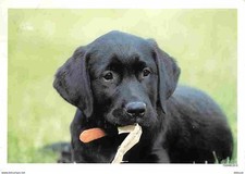 Animaux - Chiens - Labrador - Chiots - Carte Neuve - CPM - Voir Scans Recto-Vers