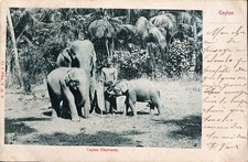 Carte postale ceylan elephants - ceylan,