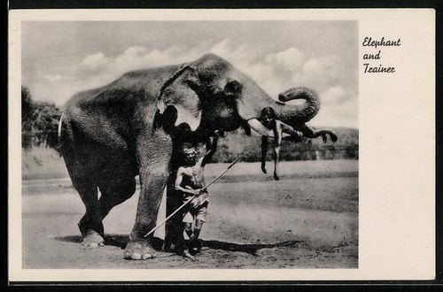 Carte postale elephant - carte,