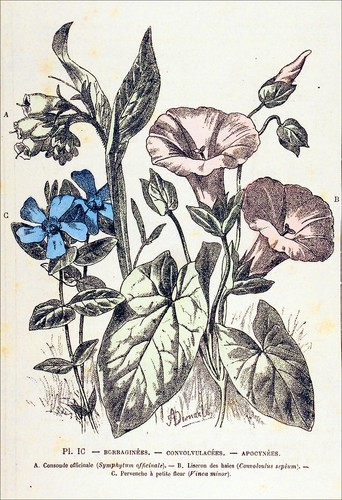 Botanique herbier consoude - botanique,,