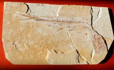 POISSON FOSSILE CRÉTACÉ DU