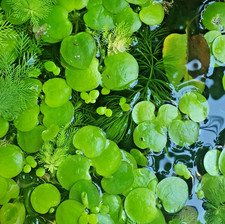 Amazon frogbit (plante flottante) - Limnobium laevigatum