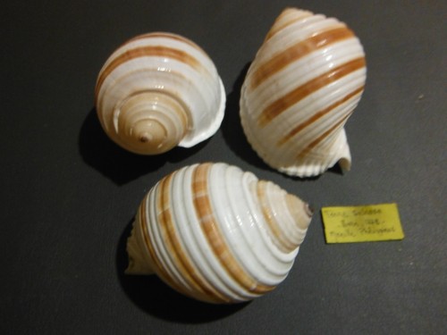 Coquillage tonna sulcosa - coquillage/3,