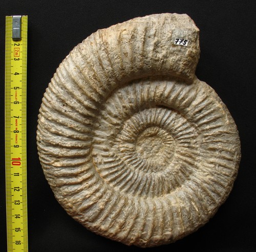 Ammonite oxfordien - ammonite, de