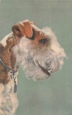 CP PROFIL FOX-TERRIER CHIEN -