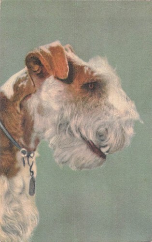 Profil fox terrier chien - chien,