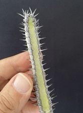 TRÈS RARE! Euphorbia Sp