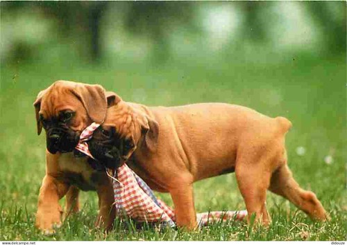Carte postale animaux - carte,
