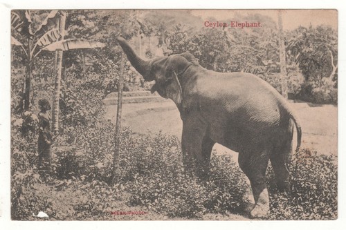 Cpa sri lanka - (, ceylan