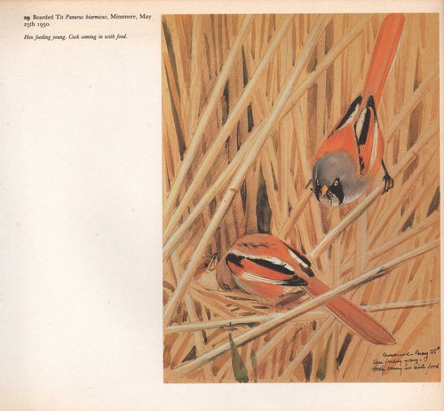 Beau vintage oiseau - beau,