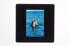 Jacques-Yves Cousteau promo photo 35mm slide #17