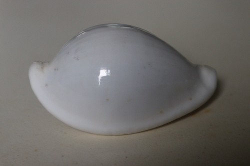 Collection coquillage ovula - collection,
