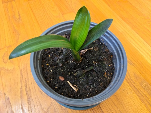 Clivia miniata plant 3 - clivia, plant,