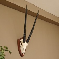 Oryx (Oryx Gazella) Antilope