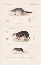 Sorex Spitzmaus Shrew Maus