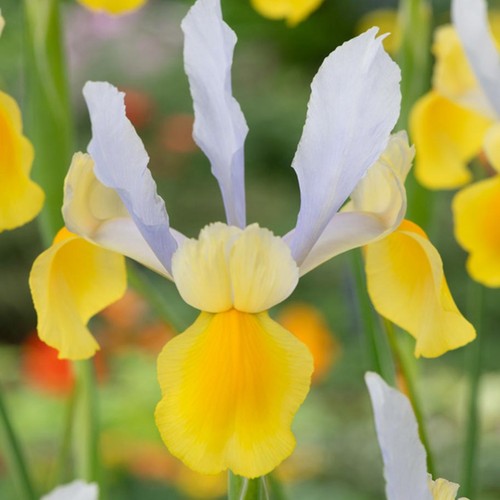 Iris bulbes fleurs - iris,