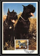 49041 N°963 Schnauzer chien