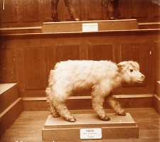 Yack Animal empaillé Zoologie c1920 Photo Stereo Vintage Plaque V35L21n9