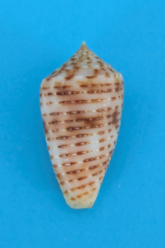 Conus nimbosus - , (phasmoconus)