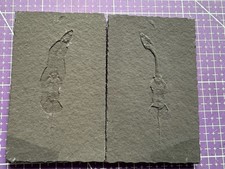 Reptile marin-Fossil de Keichousaurus -   positif et négatif