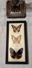 Trois Papillons Naturalisés Sous Cadre / Taxidermie / Entomologie