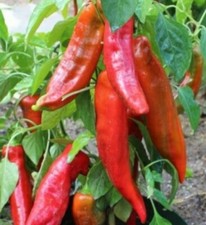 Poivron Corne 40 Graines Bio