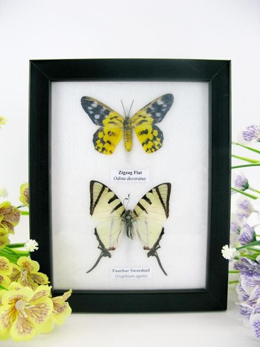 Vrais beaux papillons - 2,