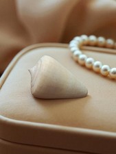 Petit coquillage ancien