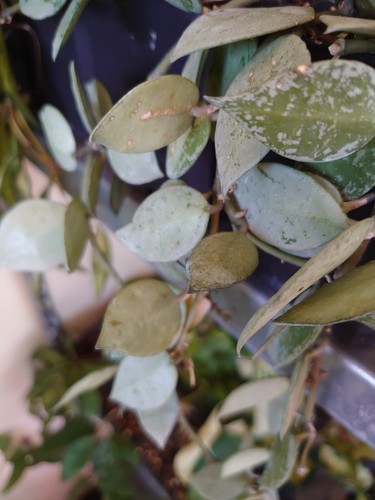 Hoya kroniana silver - kroniana,